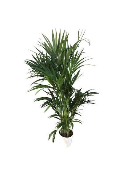 Howea Forsteriana Kentia Palmiyesi İthal 24cm Ø H:180