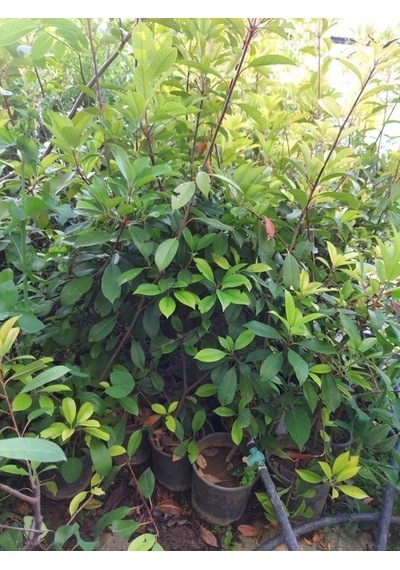 Tüplü   Kartopu Fidanı - Viburnum Lucidum Ağacı