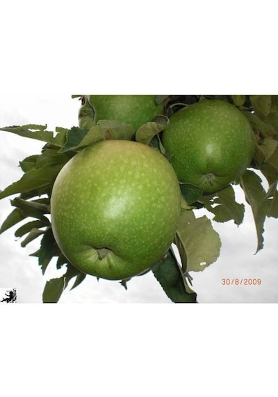 Granny Smith Elma Fidanı Aşılı - 2 Yaş Tüplü 100-120 Cm
