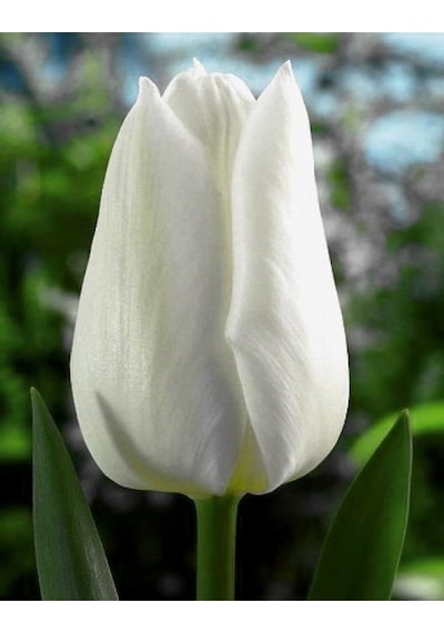 İthal Lale Soğanı White Dream