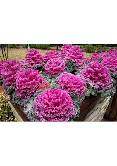 10 Adet Mix Decorative Cabbage Tohumu