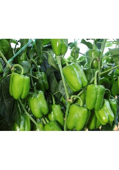 Doğal Biber Kandil Dolma Tohumu