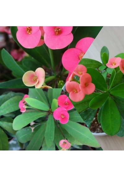 Pembe Japon Iğnesi Dikenler Tacı Euphorbia Milii Fidanı Saksılı 10-20 Cm