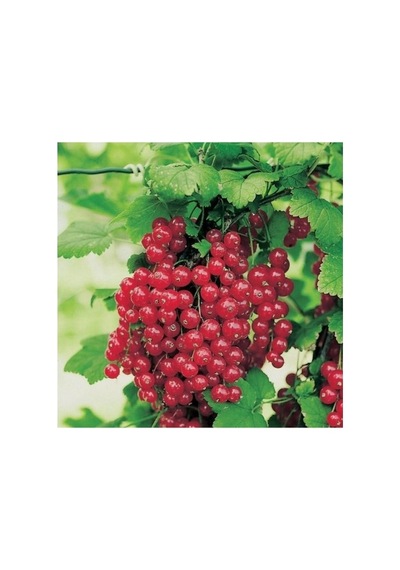 Koyu Kırmızı Frenk Üzümü Fidanı 10-20 Cm