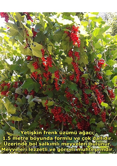 3 Yaş Kırmızı Frenk Üzümü Fidanı