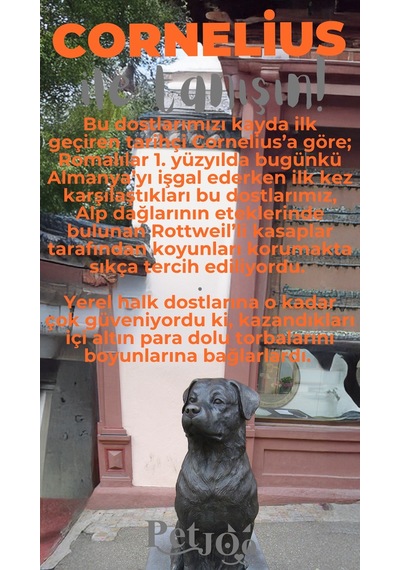 Petjoo 20.Cornelius Gri-Turuncu Qr'lı Köpek Künyesi