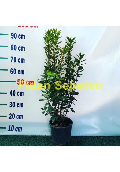 4 Yaş Kocayemiş Dağ Çileği Fidanı