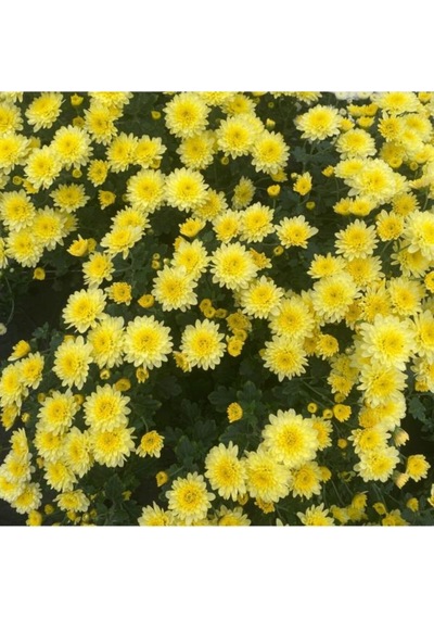 Kasımpatı Chrysanthemum Sarı Renk 10-20 Cm