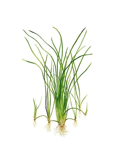 Vallisneria Nana 'Saz' Saksı Canlı Bitki