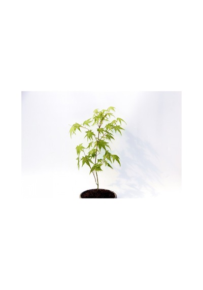 Bonsai Japon Akçaağacı Acer Palmatum Gri Saksıda 3 Adet
