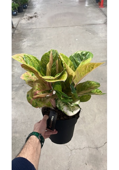 Aglaonema 'apple Fantasy' Çin Herdemyeşili Ø19 Cm H45-50 Cm