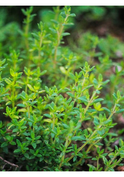 Aromatik Bitki Seti Kekik Itır Biberiye 3 Lü Set