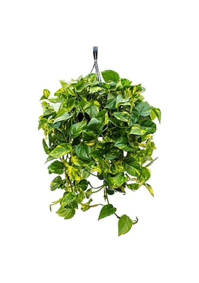Patos Pothos Sarmaşığı Ev Salon Ve Ofis Sarmaşığı 10-20 Cm