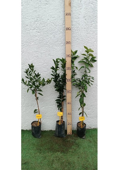 Üçlü Narenciye Turunçgiller Paketi Mandalina-limon-portakal