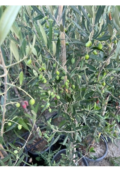Bol Meyveli 4 Yaş Çok Verimli Koroneiki Zeytin Fidanı Boy 120-150 Cm