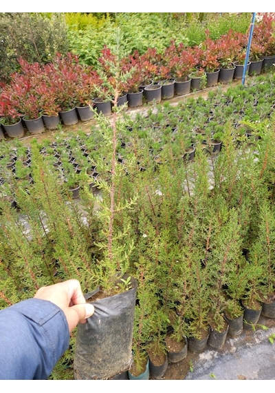 5 Adet Kara Servi (Mezarlık Servisi) Siyah Torbada 50-60 Cm.