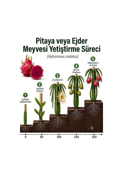 Ejder Meyvesi Fidanı