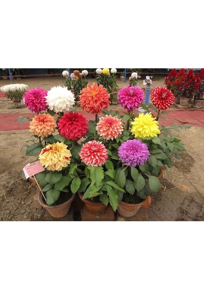 10 Adet Dwarf Mixed Colors Redskın Dahlıa Tohumu