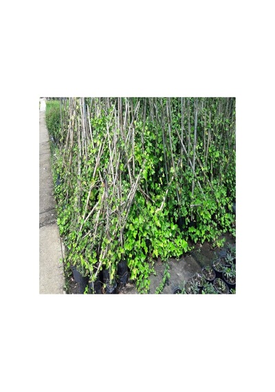 Hedera Orman Sarmaşığı Fidanı 10-20 Cm
