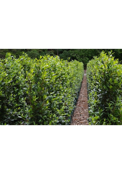 Defne - Laurus Nobilis L. 20 Adet