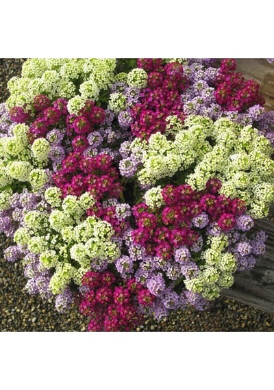 Karışık Kraliyet Halısı Çiçeği Tohumu Alyssum Flower Tohumu Yetiştirme Kiti