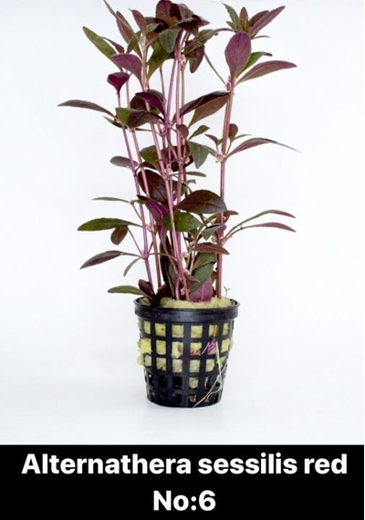 Alternathera Sessilis Red No:6