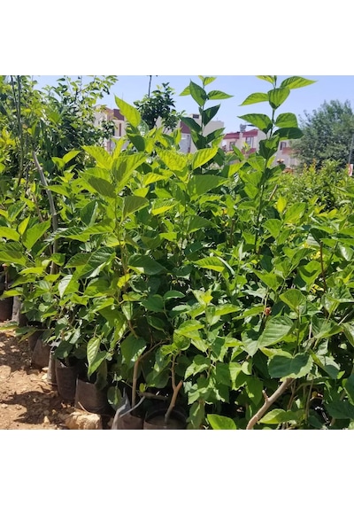3 Yaş Aşılı Avusturalya Yediveren Karadut Fidanı, Torbada