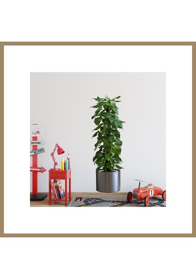 Kahveci.store Saksılı Bitki Tasarımlı Yapışkanlı Sticker Resim 90 30 Cm Mc-665 22 Çok Renkli