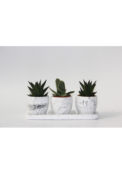 Trio Beyaz Sukulent Seti - Haworthia. Gasteria Obliqua