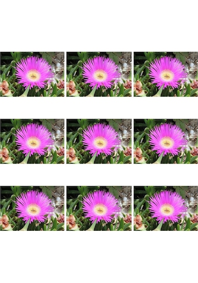 45 Adet Kaz Ayağı Çiçeği- Yer Örtücü 5-10 Cm Tüplü Çiçekli Bodur Cotyledon Orbiculata 45 Adet Kaz Ayağı Çiçeği- Yer Örtücü 5-10 Cm Tüplü Çiçekli Bodur Cotyledon Orbiculata