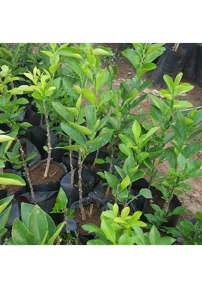 2 Yaş Aşılı Tahiti Lime Yeşil Limon Fidanı. Torbada