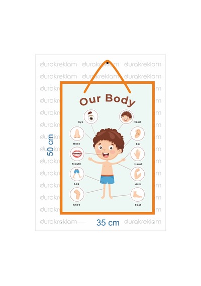 Vücudumuz Organlar Tanıtıcı Poster İngilizce