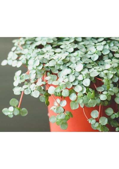 Sarkıcı Pilea Glauca 2 Adet - Dostluk Çiçeği Askılı Saksıda