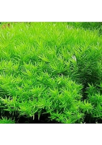 Rotala Indica Green Saksı Canlı Bitki Çok Renkli