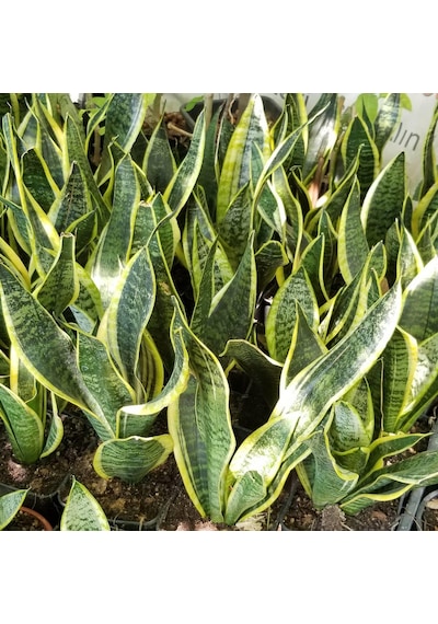 Büyük Boy Peygamber Kılıcı Sansevieria Trifasciata  Saksıda 5491