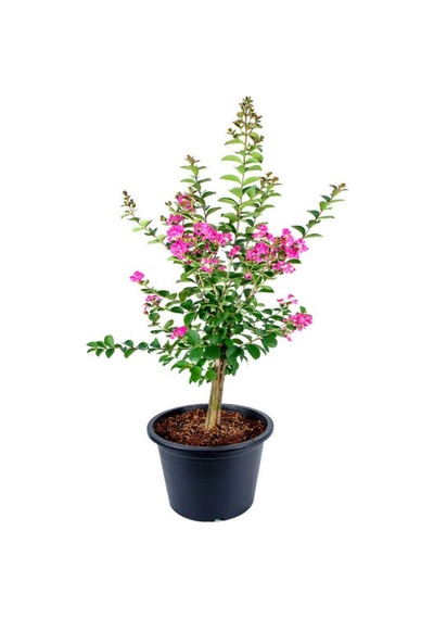 Pembe Oya Ağacı Fidanı+ Gaura Çiçeği 2'li Set Dış Mekan Bitkisi