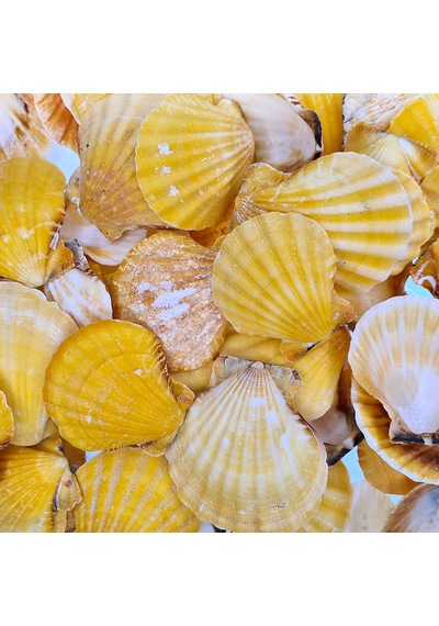 Vixillium Orange Kiloluk Deniz Kabuğu 1 Kg