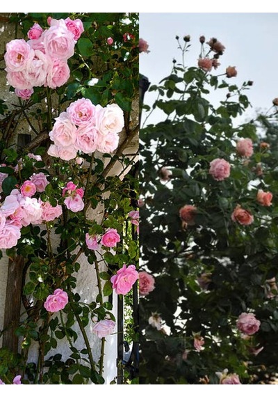 Videolu Sarmaşık Ponpon Pembe Renk 100 150 Cm Saksılı Aşılı Gül