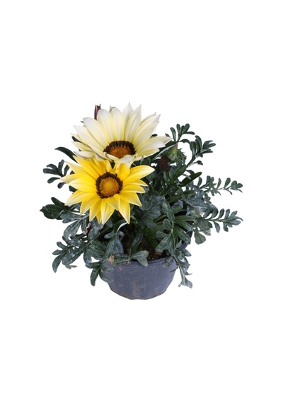 Gazanya Çiçeği Koyun Gözü Saksı'da Gazania