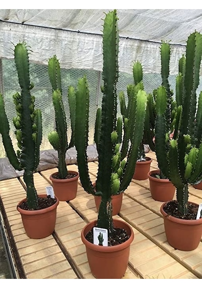 Euphorbia Acrurensis – Yalancı Kaktüs 20-40 cm