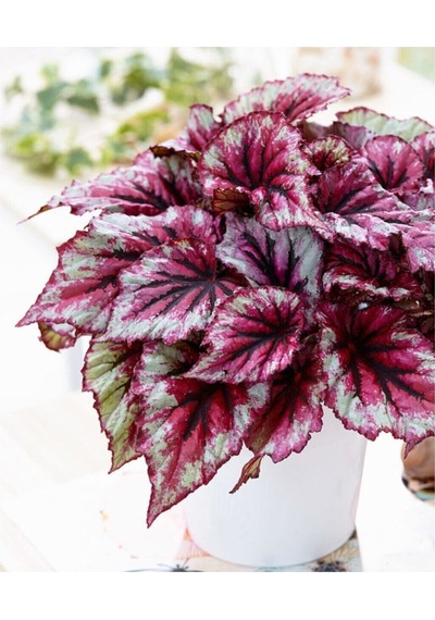 Videolu Pembe Alaca Yapraklı Begonya 1 Adet Saksılı 15-25cm Iç Mekan Bitkisi Rex Tango Begonia