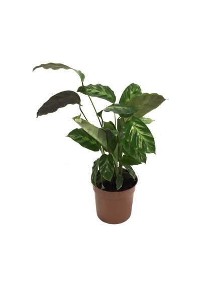 Calathea Misto (Dua Çiçeği) Ø12 CM Y25-30 CM