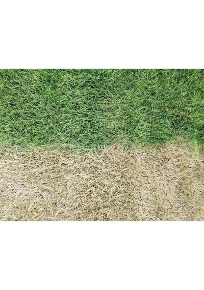 Lawn Make Up Çim Boyası 10 Lt