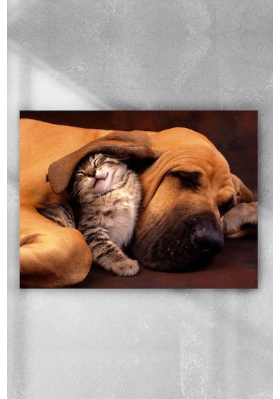 Kedi Ve Köpek Eğlenceli Mizahi Poster