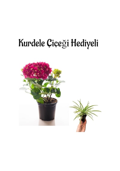 Fuşya Renkli Ortanca Çiçeği Sevgililer Gününe Özel Kurdele Çiçeği Hediyeli