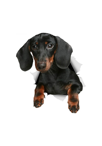 Dachshund Cinsi Köpek Sticker Araba Sticker Çıkartması