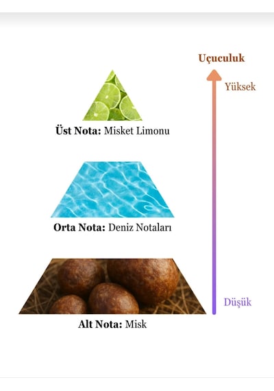 Soshe Alesta Erkek Parfüm 100 Ml Edc Aromatik - Odunsu