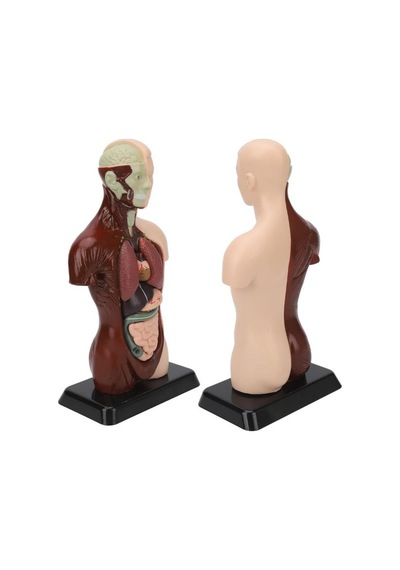 Temel 8 Parçalı İnsan Anatomisi Torso Modeli 24.5 Cm