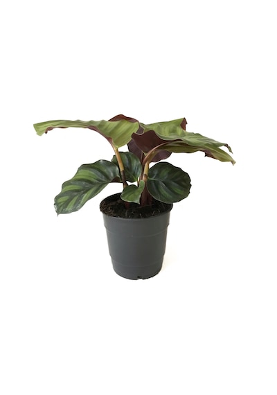 Calathea Fasciata (Dua Çiçeği) Ø : 12 CM Y : 30-35 CM