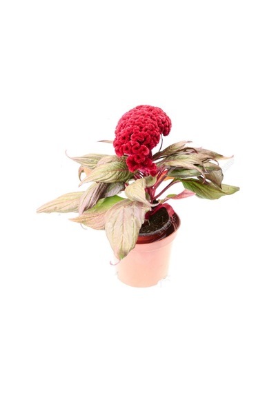 Celosia Horozibiği Çiçeği Ekim Seti 5 Tohum Horoz +Saksı+Topra